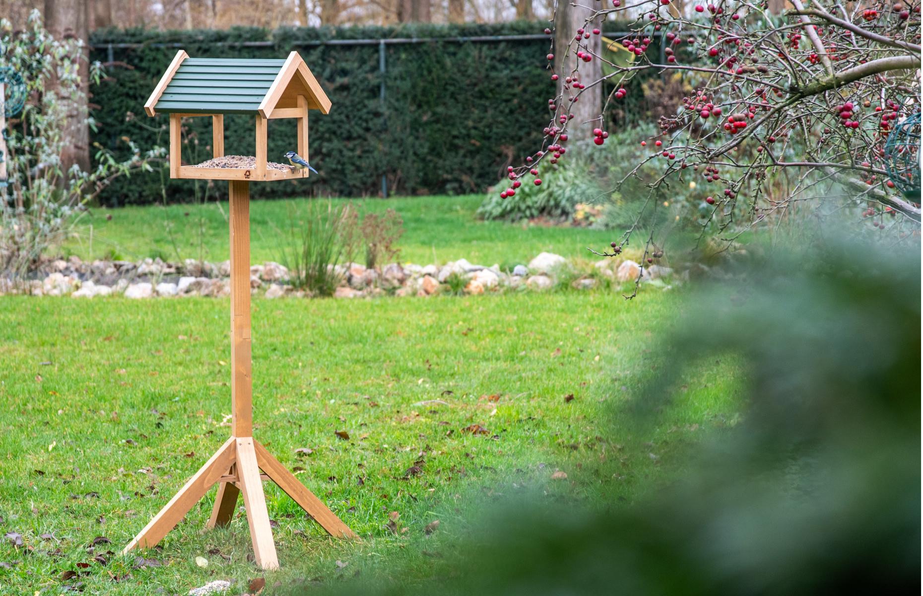 Backyard birdwatching 